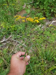 Euthamia graminifolia nuttallii