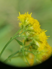 Euthamia graminifolia nuttallii