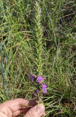 Liatris glandulosa