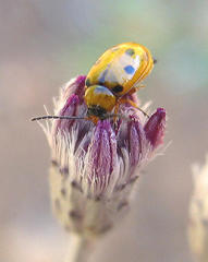 Afromaculepta frontalis