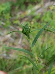 Euthamia graminifolia nuttallii