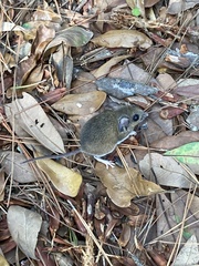 Peromyscus gossypinus