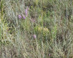 Liatris glandulosa