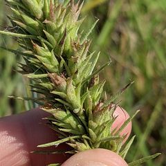Liatris glandulosa