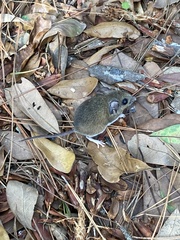 Peromyscus gossypinus