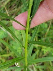 Euthamia graminifolia nuttallii