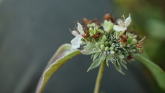 Pycnanthemum curvipes