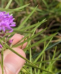 Liatris glandulosa