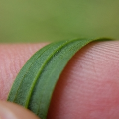Euthamia graminifolia nuttallii