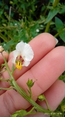 Alonsoa meridionalis
