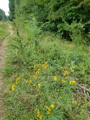 Euthamia graminifolia nuttallii