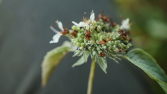 Pycnanthemum curvipes