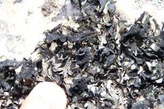 Xanthoparmelia hottentotta