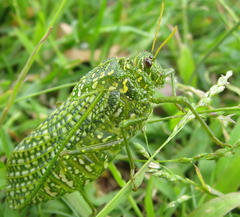 Physemacris variolosa