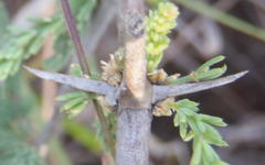 Asparagus capensis capensis