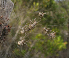 Stegodyphus dumicola