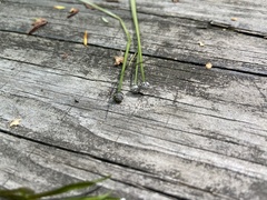 Eriocaulon aquaticum