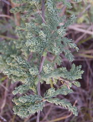 Asparagus capensis capensis