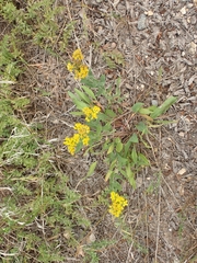 Solidago rigida humilis