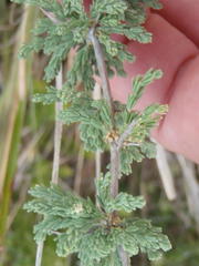 Asparagus capensis capensis