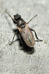 Ischiolepta