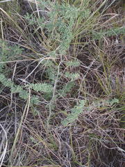 Asparagus capensis capensis