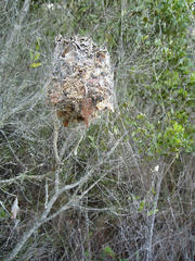 Stegodyphus dumicola