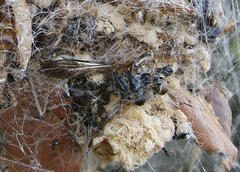 Stegodyphus dumicola