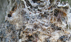 Stegodyphus dumicola