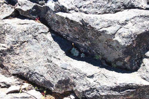 Alpine Buttons (Cotula andreae)