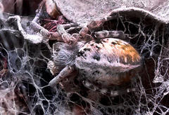 Stegodyphus dumicola