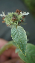 Pycnanthemum curvipes