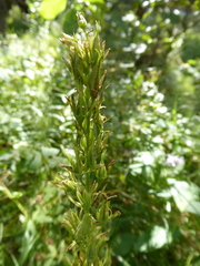 Anticlea elegans elegans