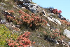 Dasyanthes