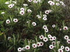 Macrolearia angustifolia