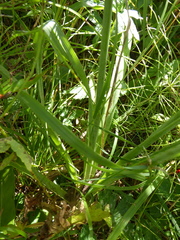 Anticlea elegans elegans