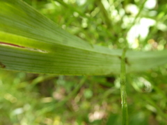 Anticlea elegans elegans