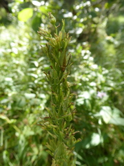 Anticlea elegans elegans