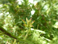 Anticlea elegans elegans