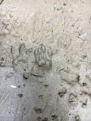 Didelphis marsupialis