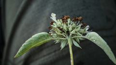 Pycnanthemum curvipes
