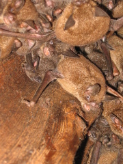 New Zealand Lesser Short-Tailed Bat photo 3