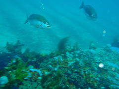 Chirodactylus brachydactylus