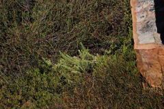 Thesium oresigenum