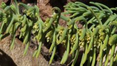 Thesium oresigenum