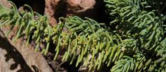 Thesium oresigenum