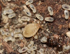 Paracletus cimiciformis