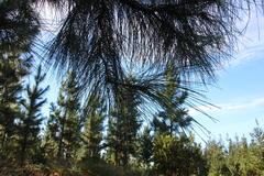 Pinus elliottii elliottii
