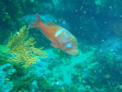 Chrysoblephus laticeps