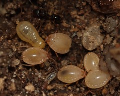 Paracletus cimiciformis